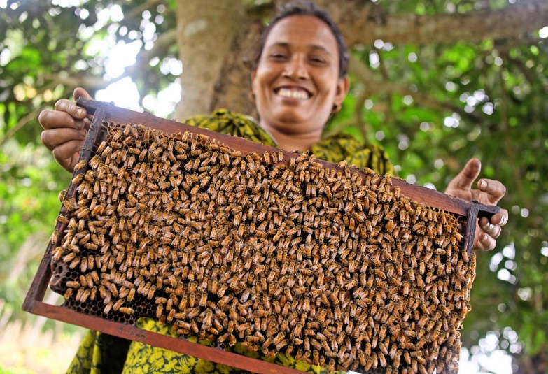 Em Dhaka, Bangladesh, Sharmin Sultana (27) segura um quadro de colmeia de abelhas que ela comprou com um empréstimo do programa de desenvolvimento de microcrédito de uma ONG local.  © 2014 Sumon Yusuf, cortesia da Photoshare